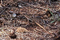 CGL5250 Aspidoscelis exsanguis.jpg