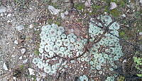 OSGE02 Lophophora williamsii.jpg