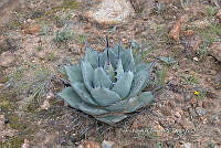PNQ 0006 Agave flexispina.jpg