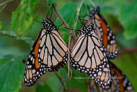 IMDOC4907 Danaus plexippus.jpg