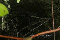 JCC0227 Miathyria marcella.JPG