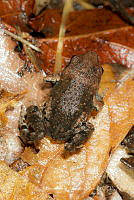 MASM07232 Eleutherodactylus grandis.jpg