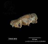 LESS 0450 Parastrellus hesperus ssp. hesperus.JPG