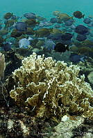 JAO0022 Acanthurus bahianus, Acanthurus coeruleus.tif