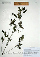 DZAJ450 Acalypha neomexicana.JPG