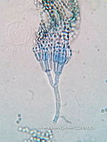 ME008 0289 Penicillium.jpg