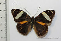 VJAP004 Nessaea aglaura ssp. aglaura.jpg