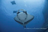 JALP002 Mobula birostris.jpg