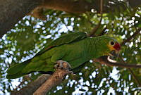 RGC01 Amazona sp..jpg