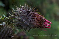 ALM023 Cirsium ehrenbergii.jpg