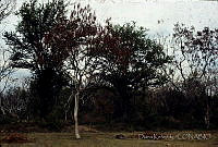 DK2304 Leucaena sp..jpg