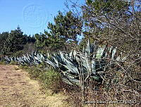 GIT0001 Agave sp..jpg