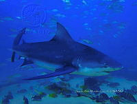 SAMC 0001 Carcharhinus leucas.jpg