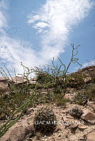 3R 00813 Echinocereus stramineus.tif