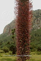 PNQ 0019 Agave schidigera.jpg