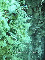 NE018 0315 Pennaria disticha.jpg