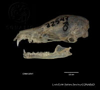 LESS 0184 Leptonycteris nivalis.JPG