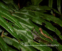 AMM06 Bolitoglossa chinanteca.jpg
