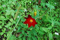 DK0590 Dahlia coccinea.jpg