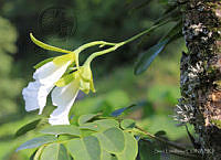 SL0516 Euchile mariae.jpg