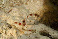 IDG0594 Stenopus hispidus.jpg