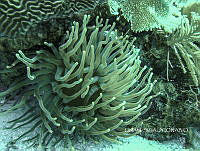 NE018 0170 Condylactis gigantea.jpg