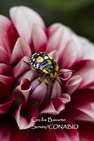 MN6PG0346 Chinavia marginata.jpg