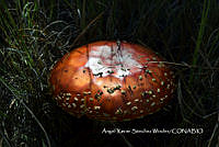 MN6PyH0137 Hongo Matamoscas.jpg