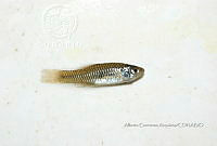 HE009 P 0268 Lucania parva.JPG