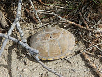 JLE0016 Kinosternon flavescens.jpg