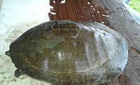 NE017 394 Dermatemys mawii.jpg