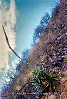 FGM4087 Agave sp..JPG