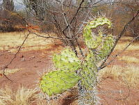 RG016 0456 Opuntia engelmannii.jpg