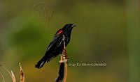 SM0643 Agelaius phoeniceus.jpg