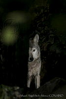 MASM06372 Canis lupus baileyi.jpg