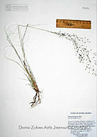 DZAJ1664  Eragrostis lugens.JPG