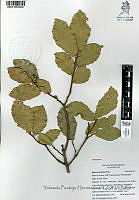 YPH3187 Quercus potosina.jpg