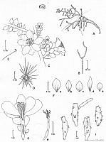 AD0002 Pereskiopsis porteri.jpg