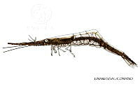 NE018 1270 Tozeuma carolinense negro_L.jpg