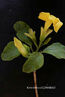 ME010 KV 00853 Stemmadenia pubescens Benth., 1845_.JPG