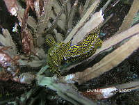NE018 0862 Felimare picta.jpg