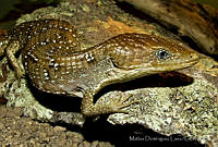 MDL0209 Gerrhonotus infernalis.jpg