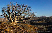 MAGG001 Bursera microphylla.jpg