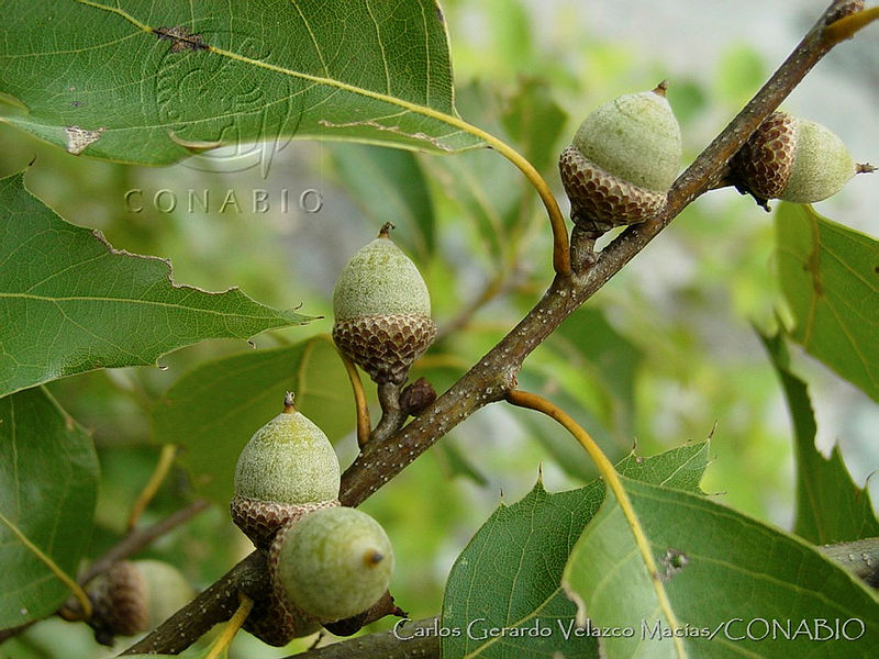CGVM0790%20Quercus%20canbyi.jpg.nye9vbX1MYlf71thQA3g0JtbmFja29CbnFuZ3NAbXJ6LGtwZwA.qZNhlkNDs3