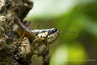 MASM07038 Orthoptera.jpg
