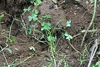 SG002 0113 Eleodes sp..jpg
