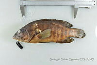 SGQ1228 Cephalopholis panamensis.jpg