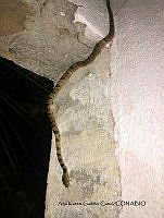 ANHM004 Leptodeira septentrionalis.JPG