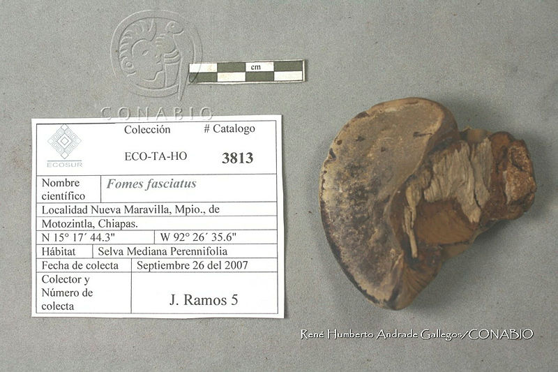 HC014%200147%20Fomes%20fasciatus.jpg.iie4i n0MUFX7UFhQA3g0JtbmFja29CbnFuZ3NAbXJ6LGtwZwA.Cx AAMyn 2