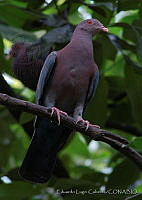ELC0106 Patagioenas flavirostris.jpg